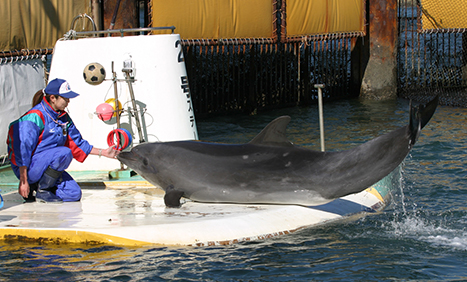 Toba Dolphin Island