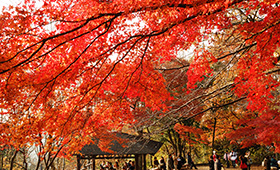 Mt. Takao