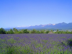 Furano