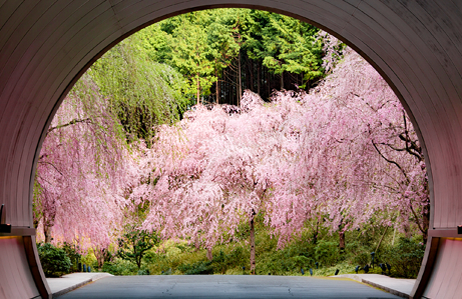 MIHO MUSEUM