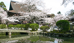 Cherry Blossoms in Shiga Prefecture