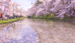 Cherry Blossom Special