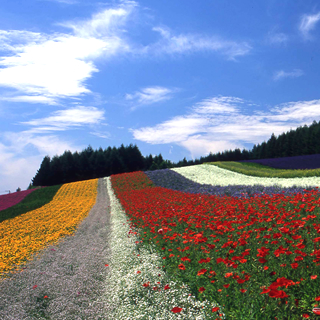 Flowers of Hokkaido