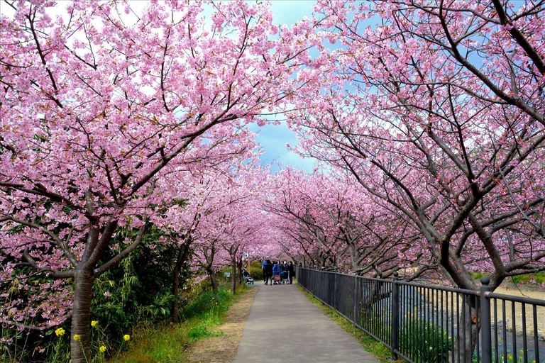 Sakura Yokoso Japan Tour Hotel