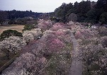 Kairakuen Garden