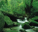 Yakushima lsland