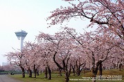 Goryokaku Park